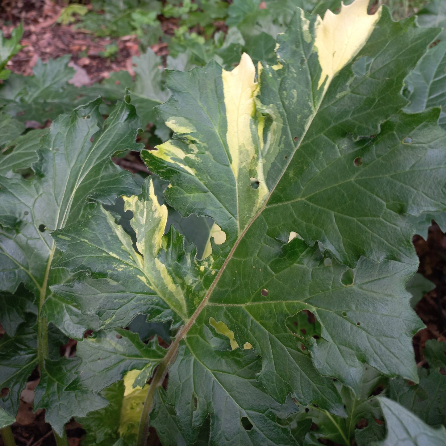 Acanthus mollis - acanthus (Square vase 9x9x13 cm)
