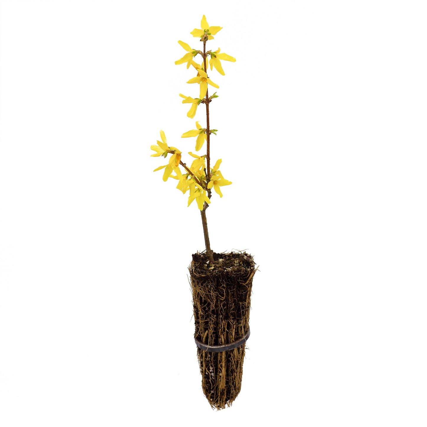 Forsythia viridissima - forsizia (Alveolo forestale)