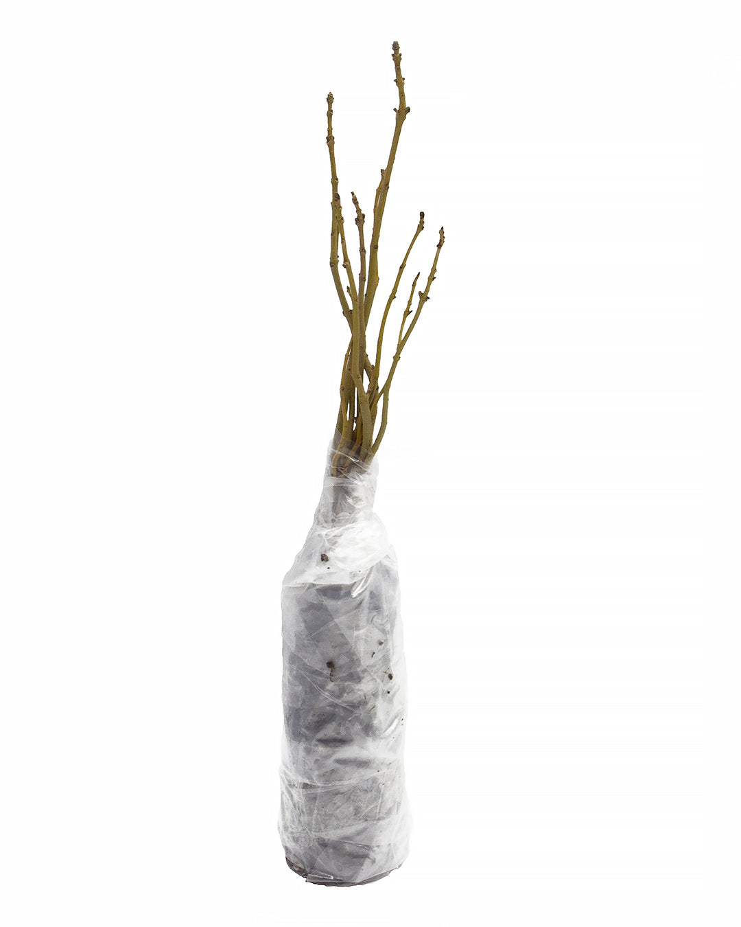 Koelreuteria paniculata - albero della pioggia d'oro (10 piante a radice nuda)