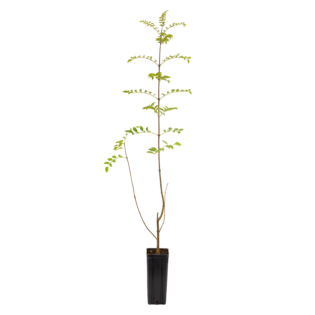 Fraxinus angustifolia subsp. oxycarpa - frassino meridionale (Vaso quadro 9x9x20 cm)