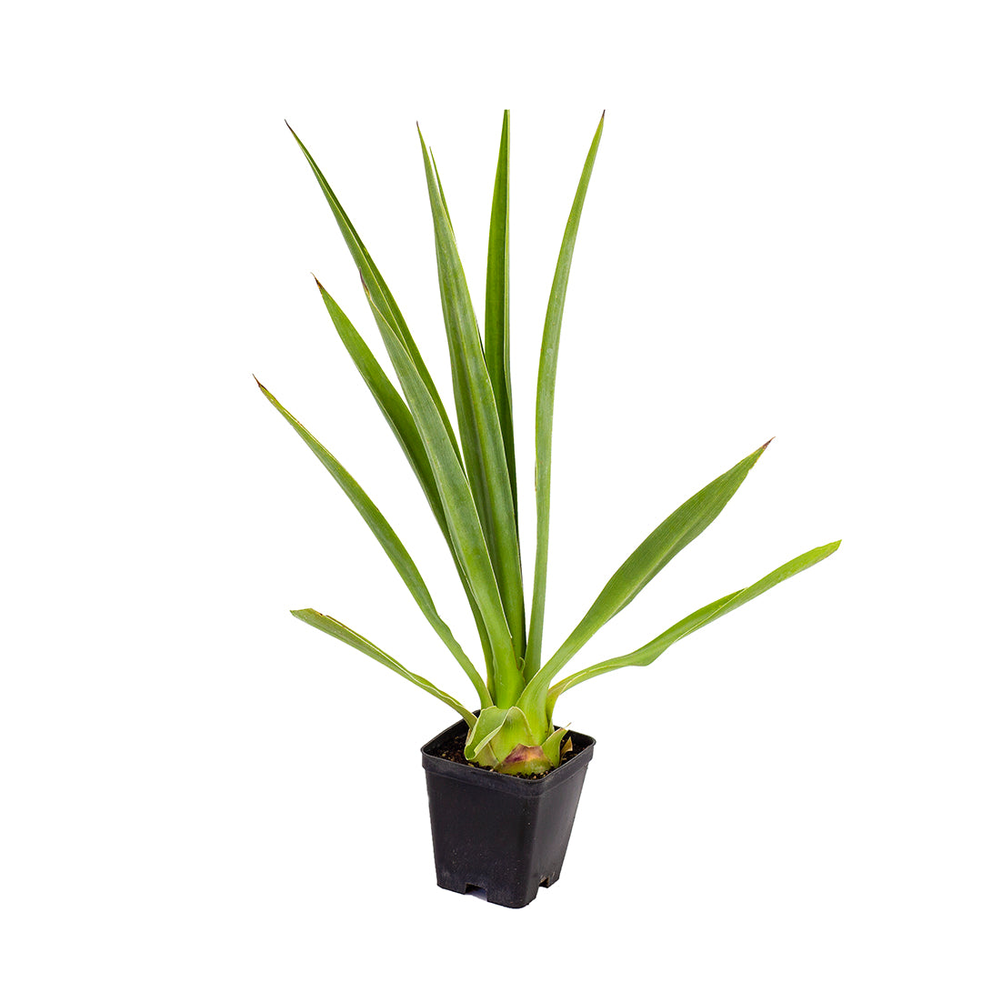 Furcraea bedinghausii - furcraea blu (Vaso quadro 7x7x8 cm)