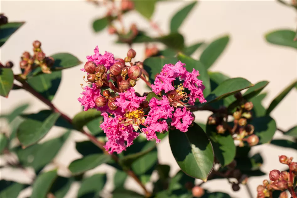 Lagerstroemia indica cv "rosea" - lagestroemia (Vaso quadro 8x8x10 cm)