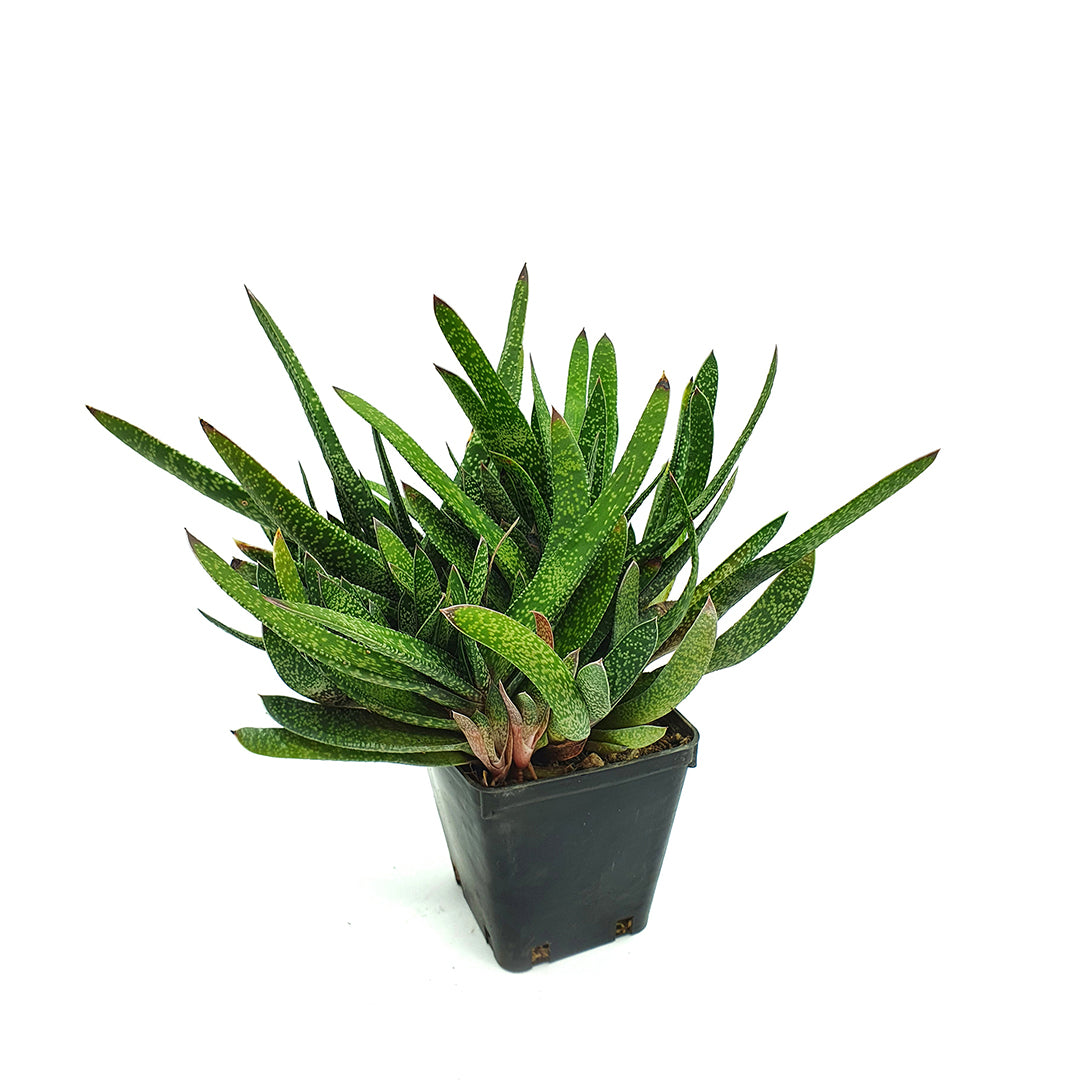 Gasteria verrucosa - gasteria (Vaso quadro 9x9x10 cm)