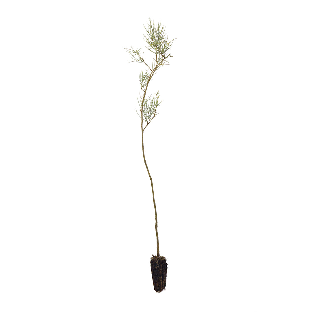 Genista tyrrhena subsp. pontiana - ginestra di Ponza (Alveolo forestale)
