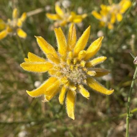 Genista umbellata - (Alveolo forestale)