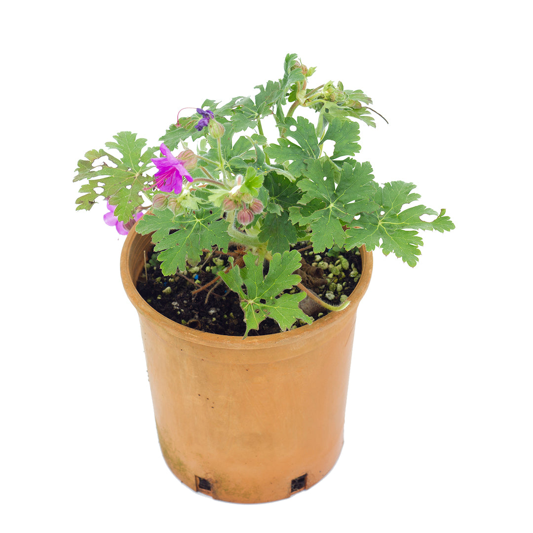 Geranium macrorrhizum - geranio odoroso rustico (Vaso 12 cm)