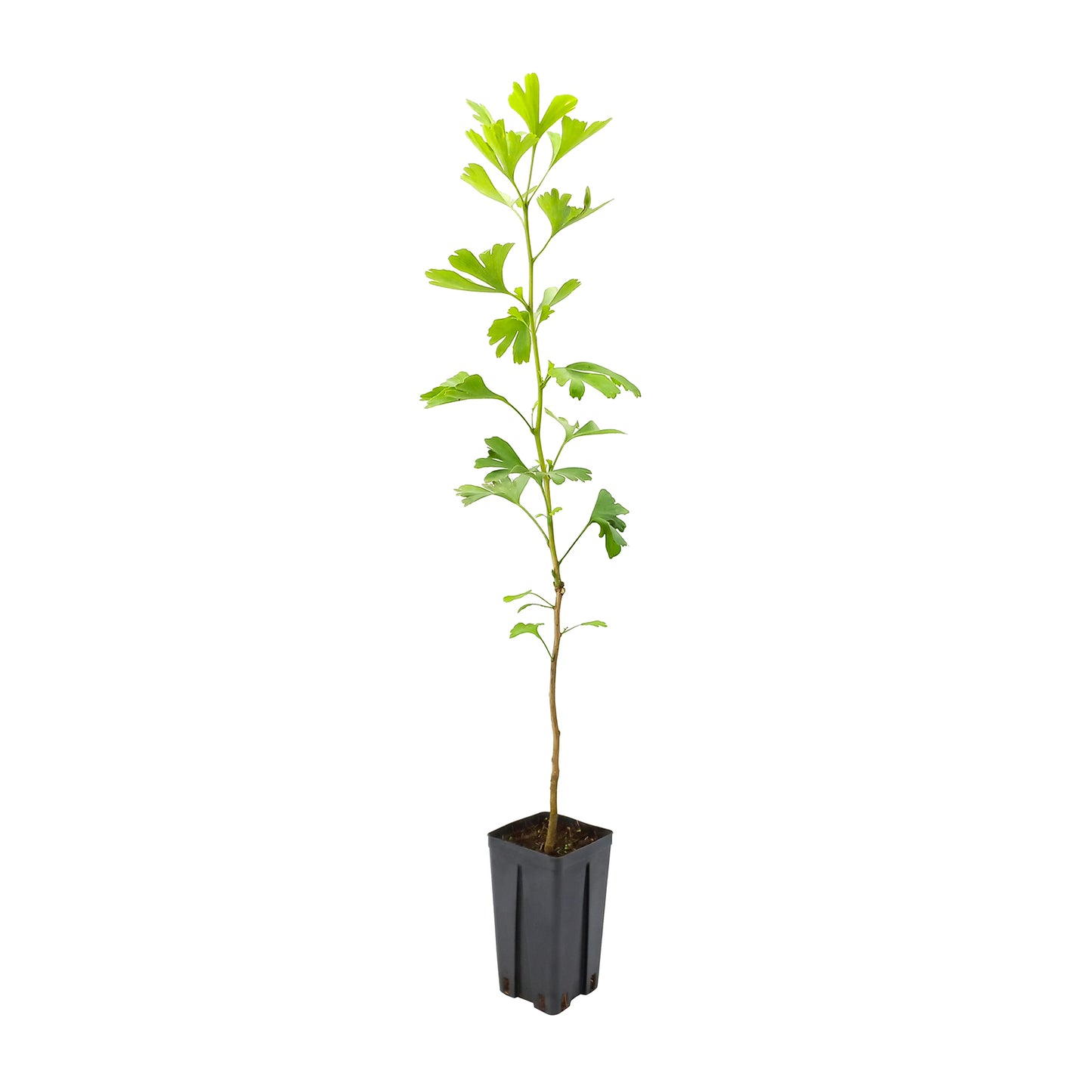 Ginkgo biloba - tree of life (Square vase 9-12-16 cm)