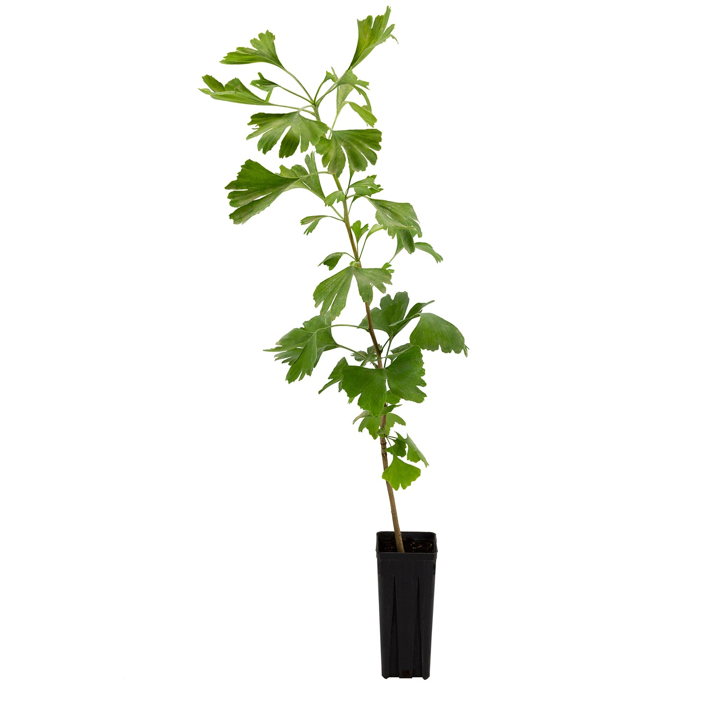 Ginkgo biloba - tree of life (Square vase 9-12-16 cm)