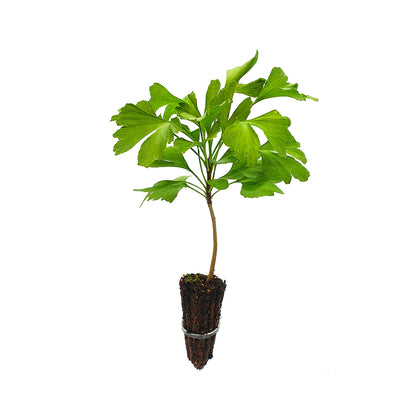 Ginkgo biloba - albero della vita (Alveolo forestale)