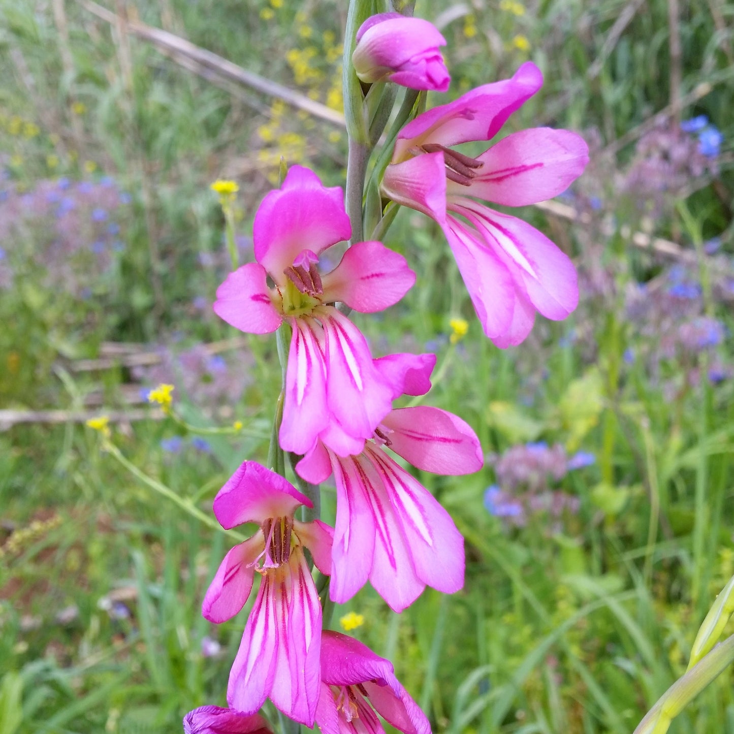 Gladiolus italicus - gladiolo dei campi (Vaso quadro 7x7x10 cm)