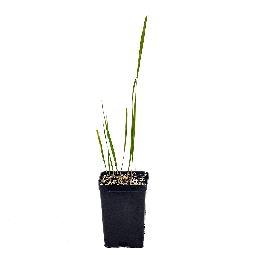 Gladiolus italicus - gladiolo dei campi (Vaso quadro 7x7x10 cm)