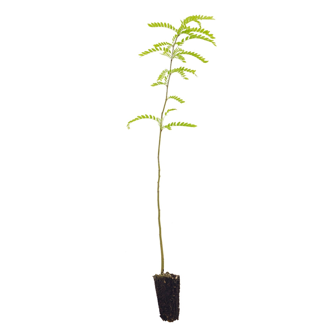 Gleditsia triacanthos var. inermis - albero spino inerme (Alveolo forestale)