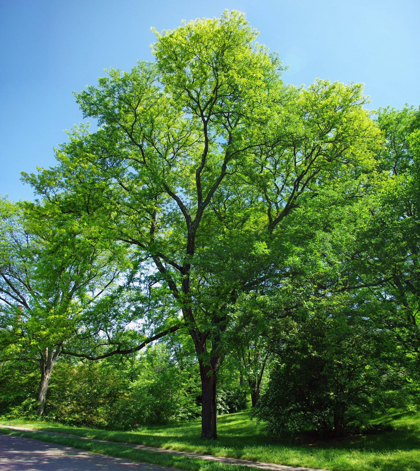 Gleditsia triacanthos - albero Spino (Alveolo forestale)