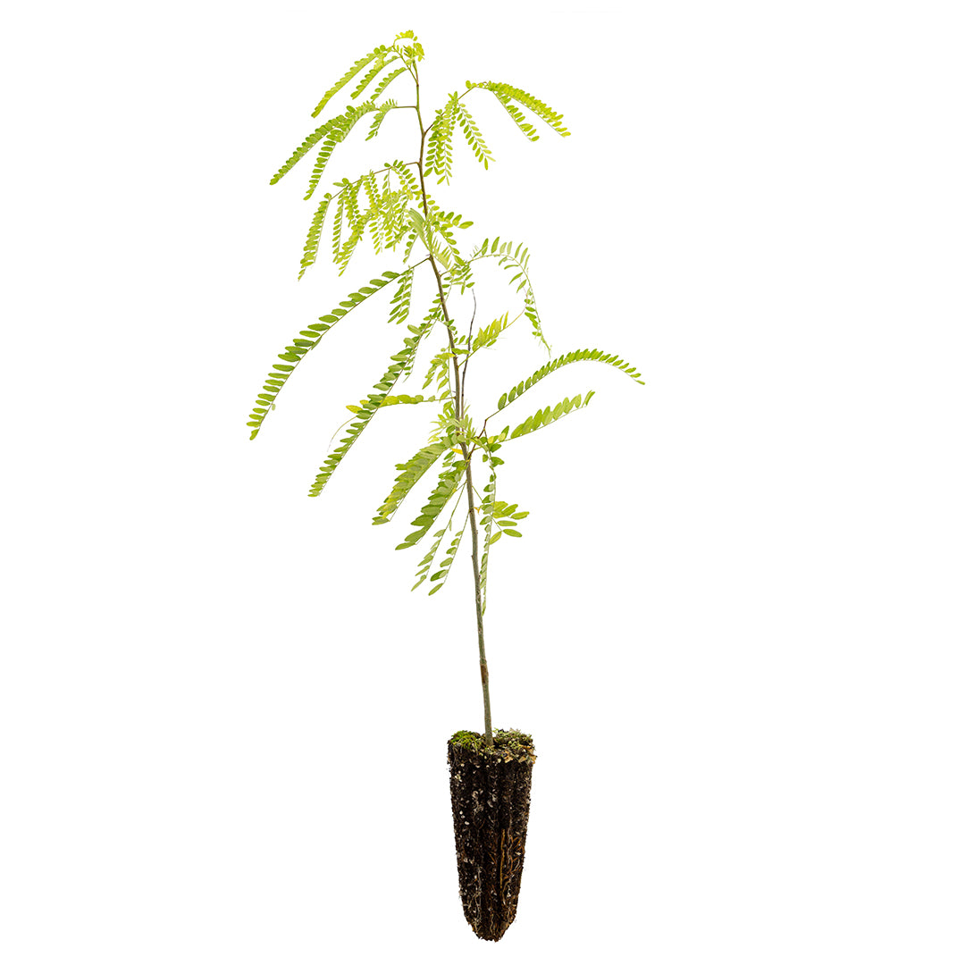 Gleditsia triacanthos - albero Spino (Alveolo forestale)