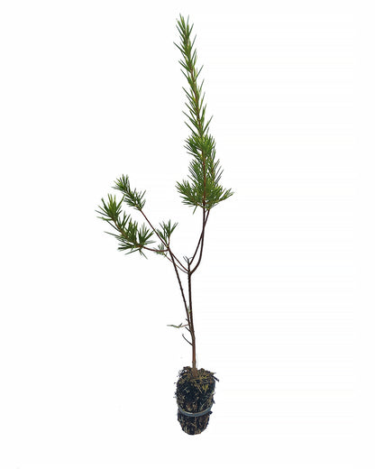 Grevillea juniperina - grevillea arbustiva (Alveolo forestale)