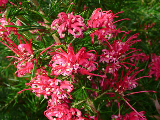 Grevillea juniperina - grevillea arbustiva (Alveolo forestale)