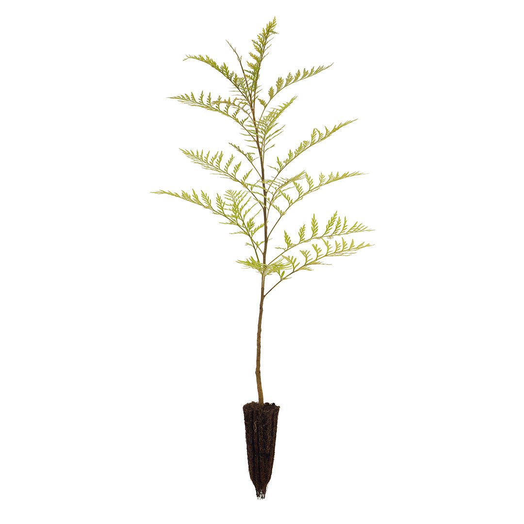 Grevillea robusta - grevillea arborea (Alveolo forestale)
