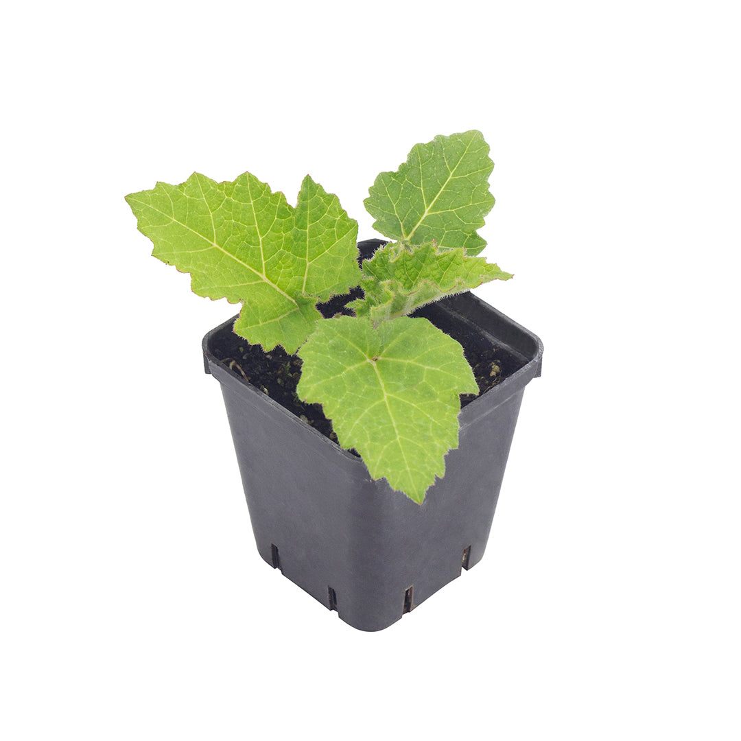 Gunnera manicata - Pianta dei dinosauri (Vaso quadro 7x7x8 cm)