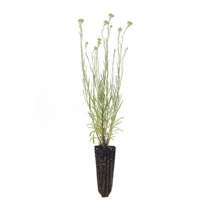 Helichrysum italicum - elicriso SET 2 PIANTE (Alveolo forestale)