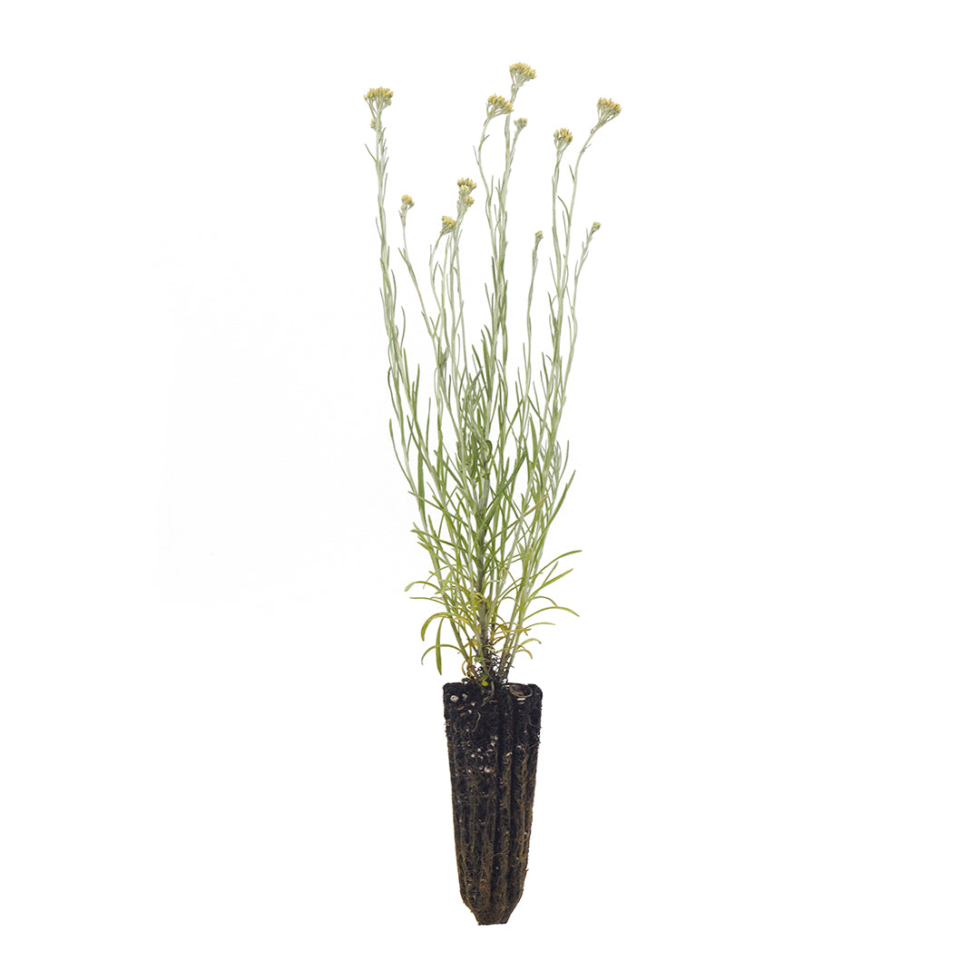 Helichrysum italicum - helichrysum SET 2 PLANTS (Forestry alveolus)