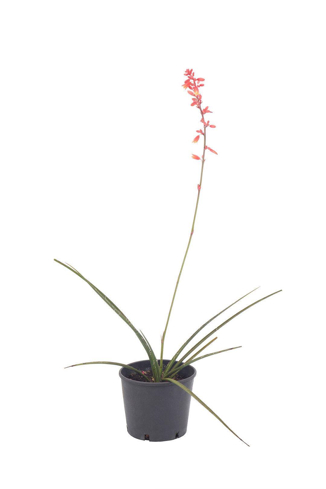 Hesperaloe parviflora - yucca rossa (Vaso 18 cm)