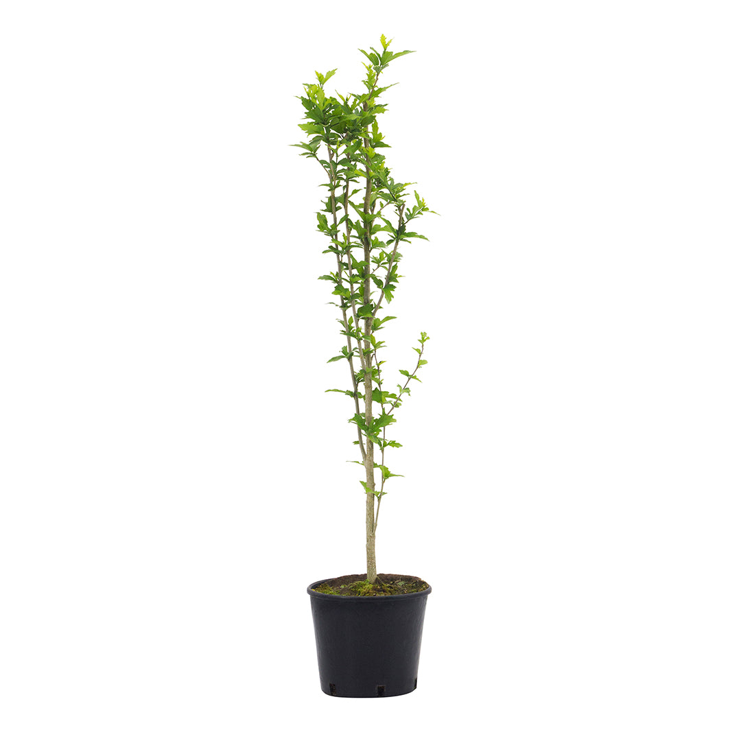 Hibiscus syriacus - Chinese hibiscus (18 cm pot)