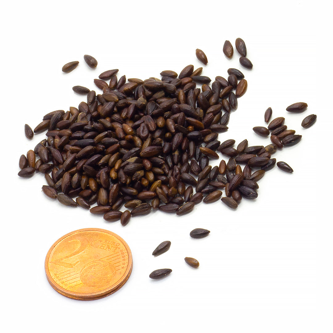 Hippophae rhamnoides - olivello spinoso - Semi 0,5gr
