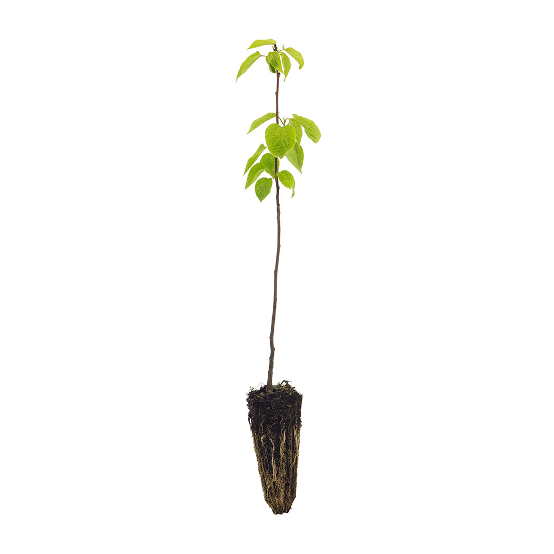 Hovenia dulcis - raisin tree (Forest Alveolus)