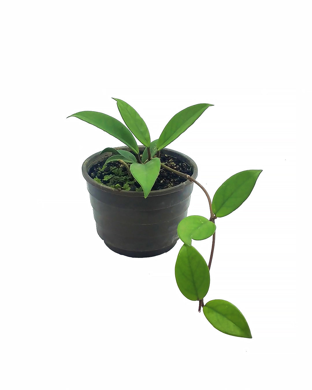 Hoya carnosa - wax flower (Pot 12 cm)