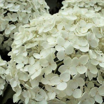 Hydrangea arborescens cv "Annabelle" - ortensia arbustiva (Vaso quadro 7x7x8 cm)