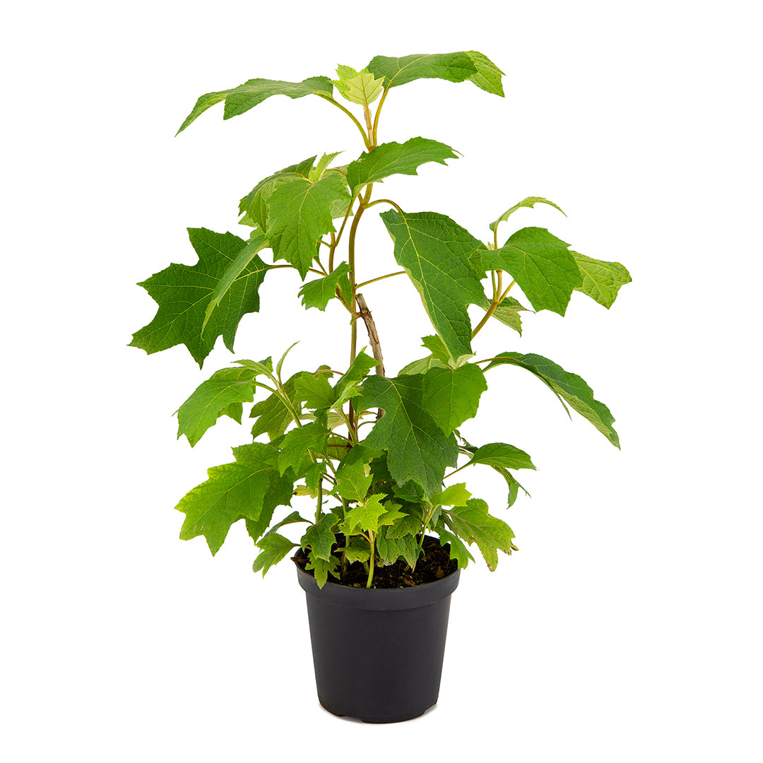 Hydrangea quercifolia - oak leaf hydrangea (15 cm pot)