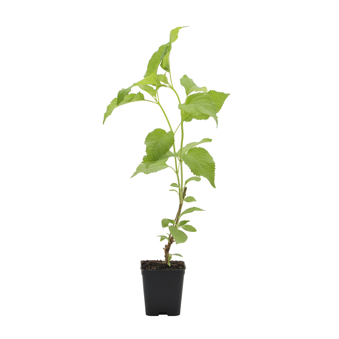 Hydrangea arborescens cv "Annabelle" - ortensia arbustiva (Vaso quadro 7x7x8 cm)