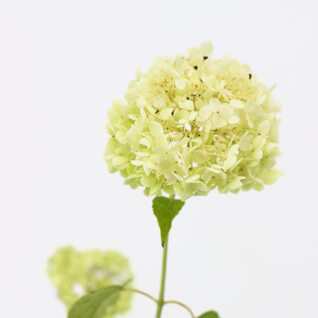 Hydrangea arborescens cv "Annabelle" - ortensia arbustiva (Vaso quadro 7x7x8 cm)