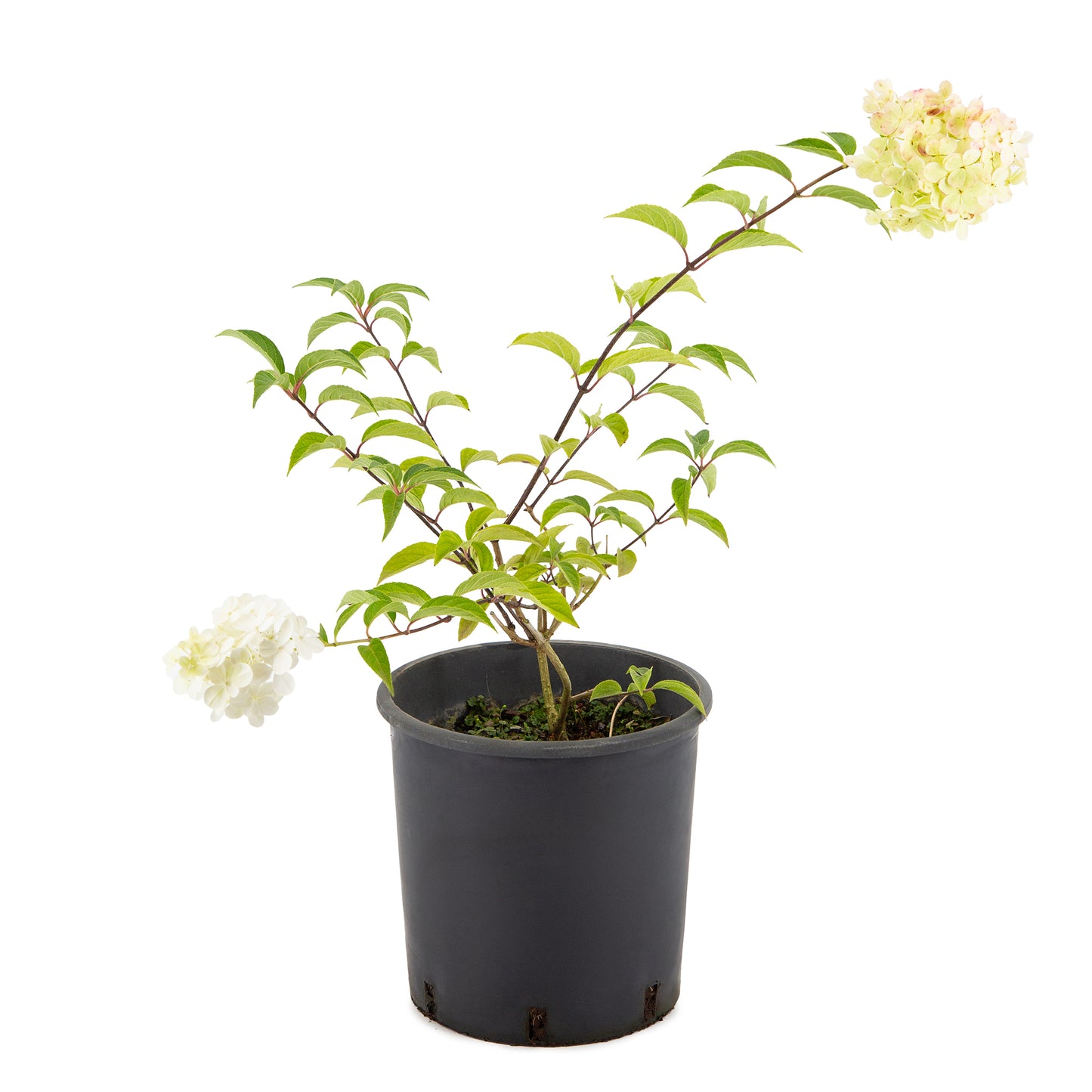 Hydrangea paniculata - Panicle-flowered hydrangea (18 cm pot)