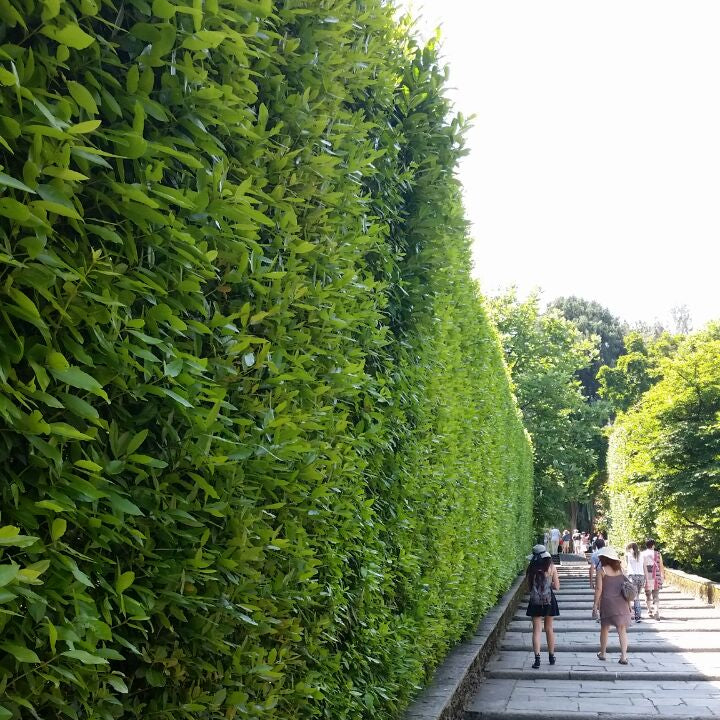 Laurus nobilis - alloro (Alveolo forestale)