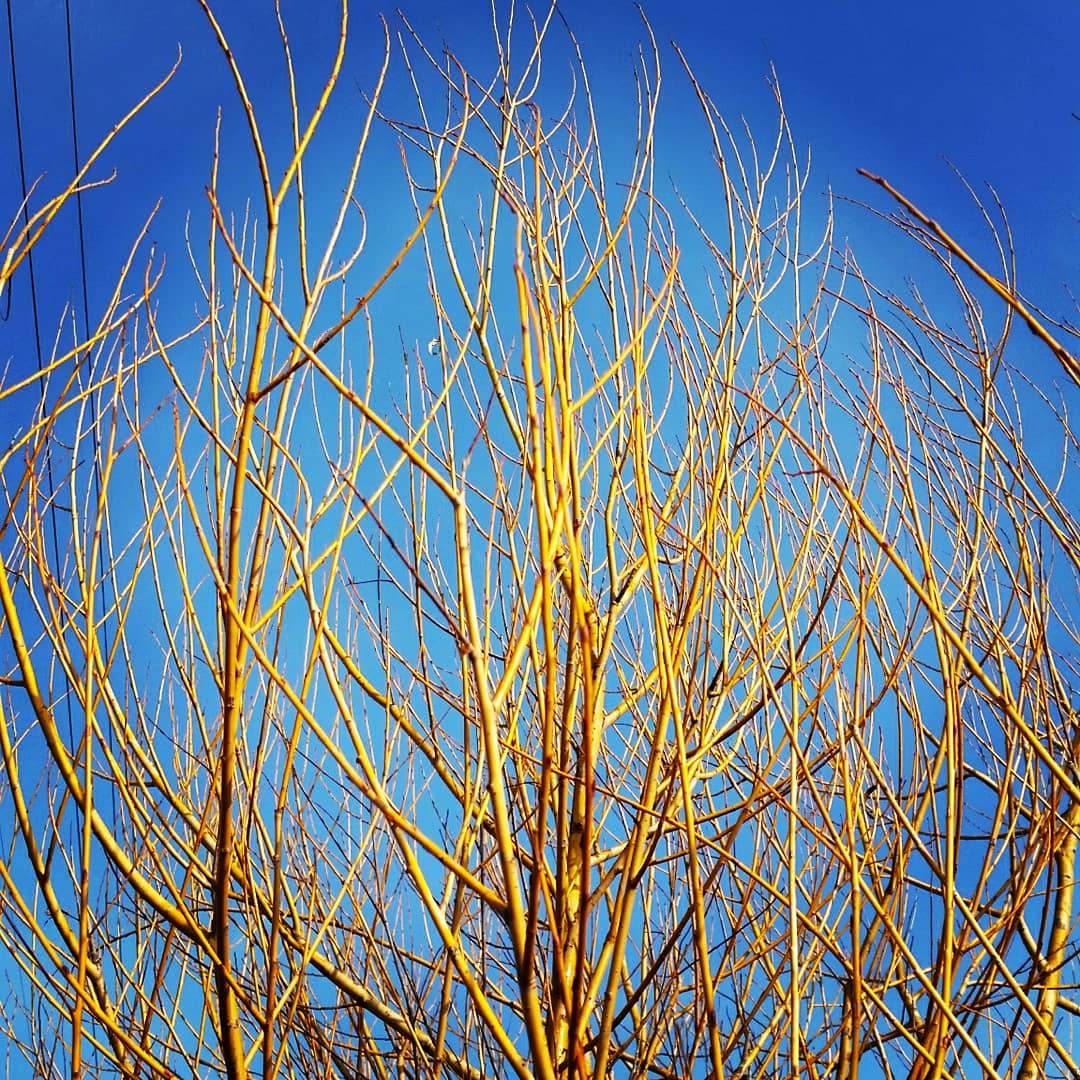 Salix alba subsp. Vitellina - Salice dorato (Alveolo forestale)