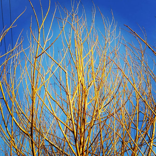 Salix alba subsp. Vitellina - Salice dorato (Alveolo forestale)
