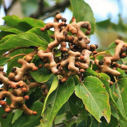 Hovenia dulcis - albero dell'uva passa (Alveolo forestale)
