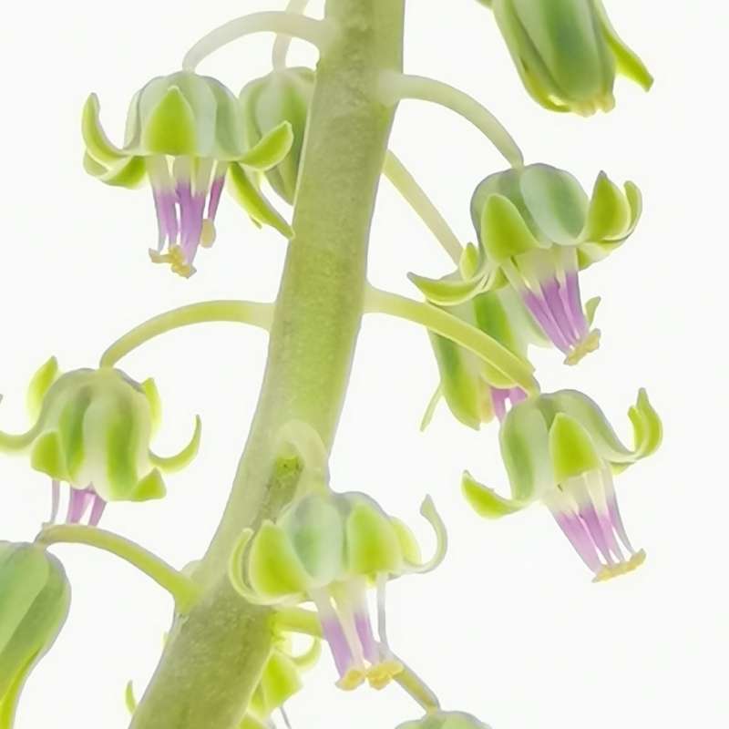 Scilla pauciflora - scilla (Vaso quadro 9x9x10 cm)