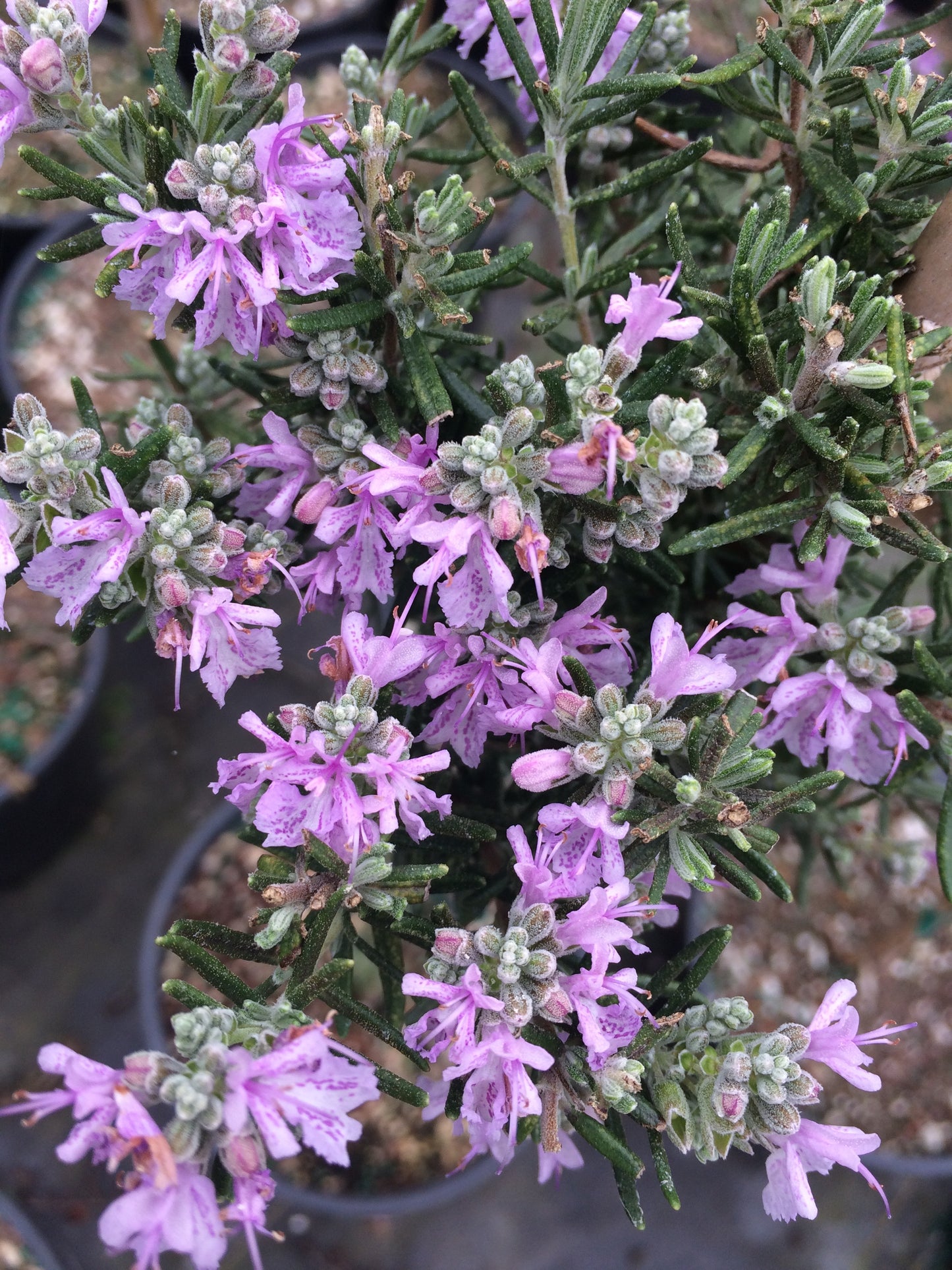 Rosmarinus officinalis cv. "Majorca Pink" - rosmarino eretto fiori rosa (Alveolo forestale)