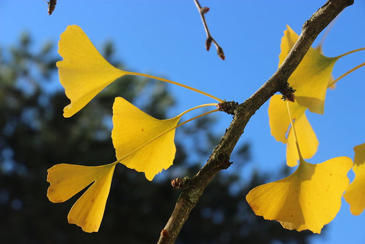 Ginkgo biloba - tree of life (Forest honeycomb)