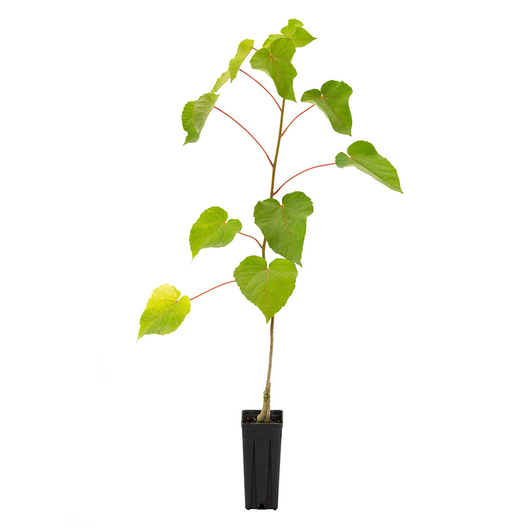 Idesia polycarpa - idesia (Square vase 9x9x20 cm)
