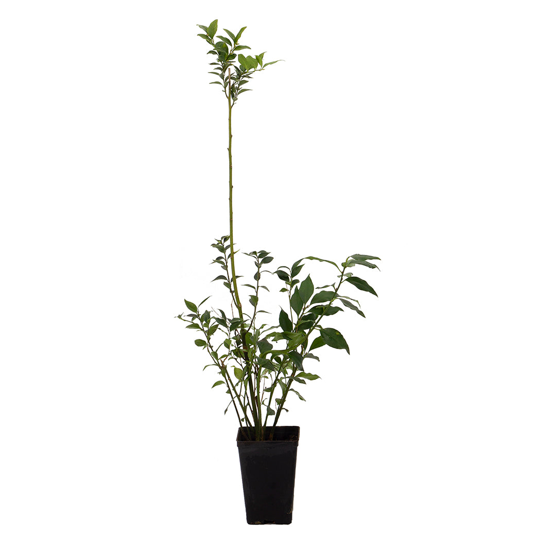 Ilex aquifolium cv. "JCVan Tol" - holly (Square vase 9x9x13 cm)