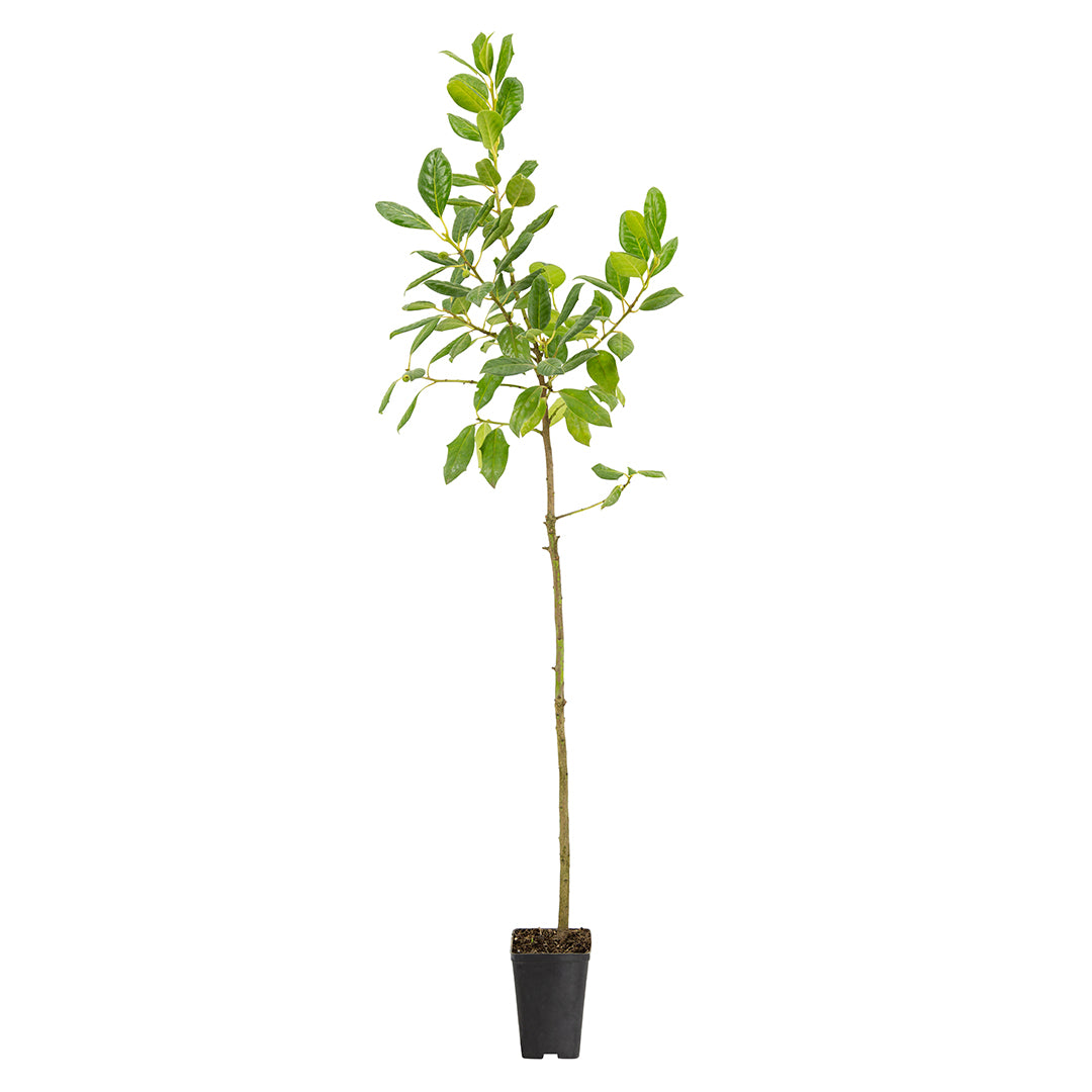 Ilex aquifolium cv. "Nellie R. Stevens" - holly (Square vase 9x9x13 cm)