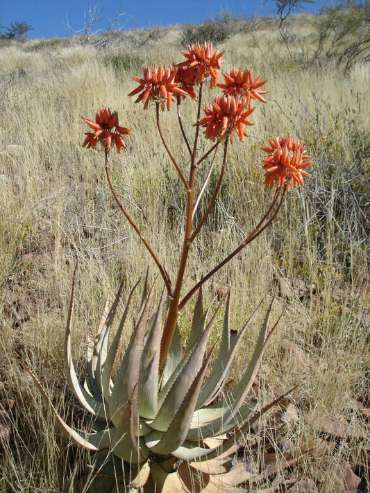 Aloe hereroensis - aloe della sabbia (Vaso quadro 7x7x8 cm)