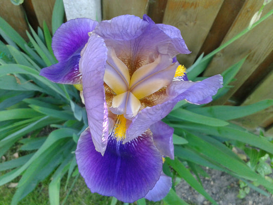 Iris germanica - giaggiolo paonazzo (OFFERTA 4 RIZOMI: 2 BIANCO, 2 VIOLA)