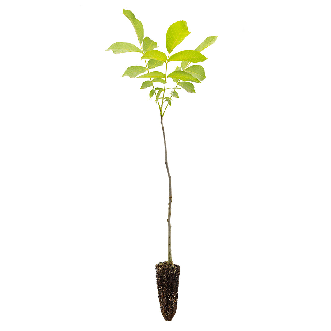 Juglans regia - common walnut (forest alveolus)