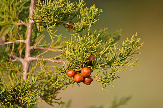 Juniperus phoenicea - ginepro fenicio (Alveolo forestale)