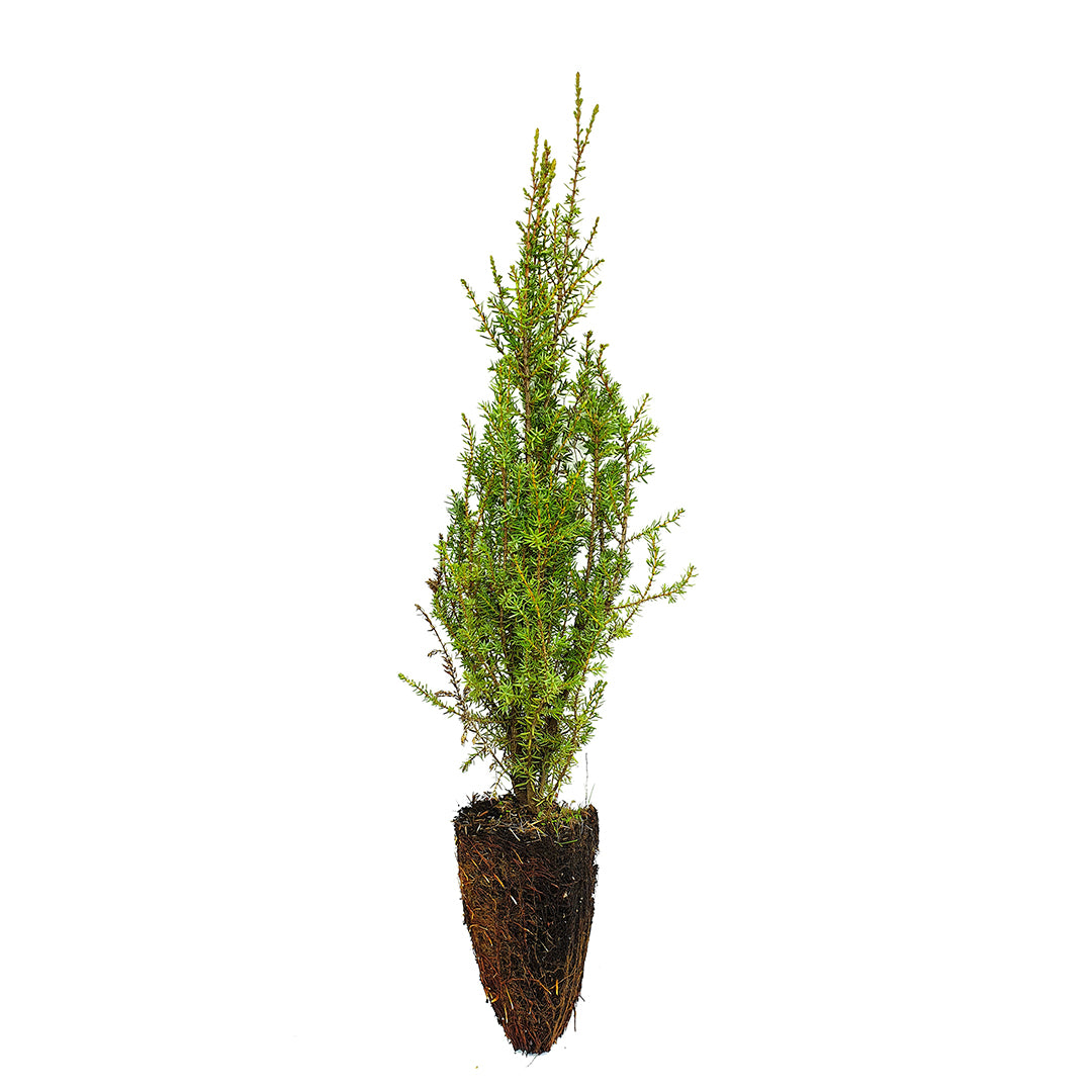 Juniperus communis - ginepro (Alveolo Forestale)