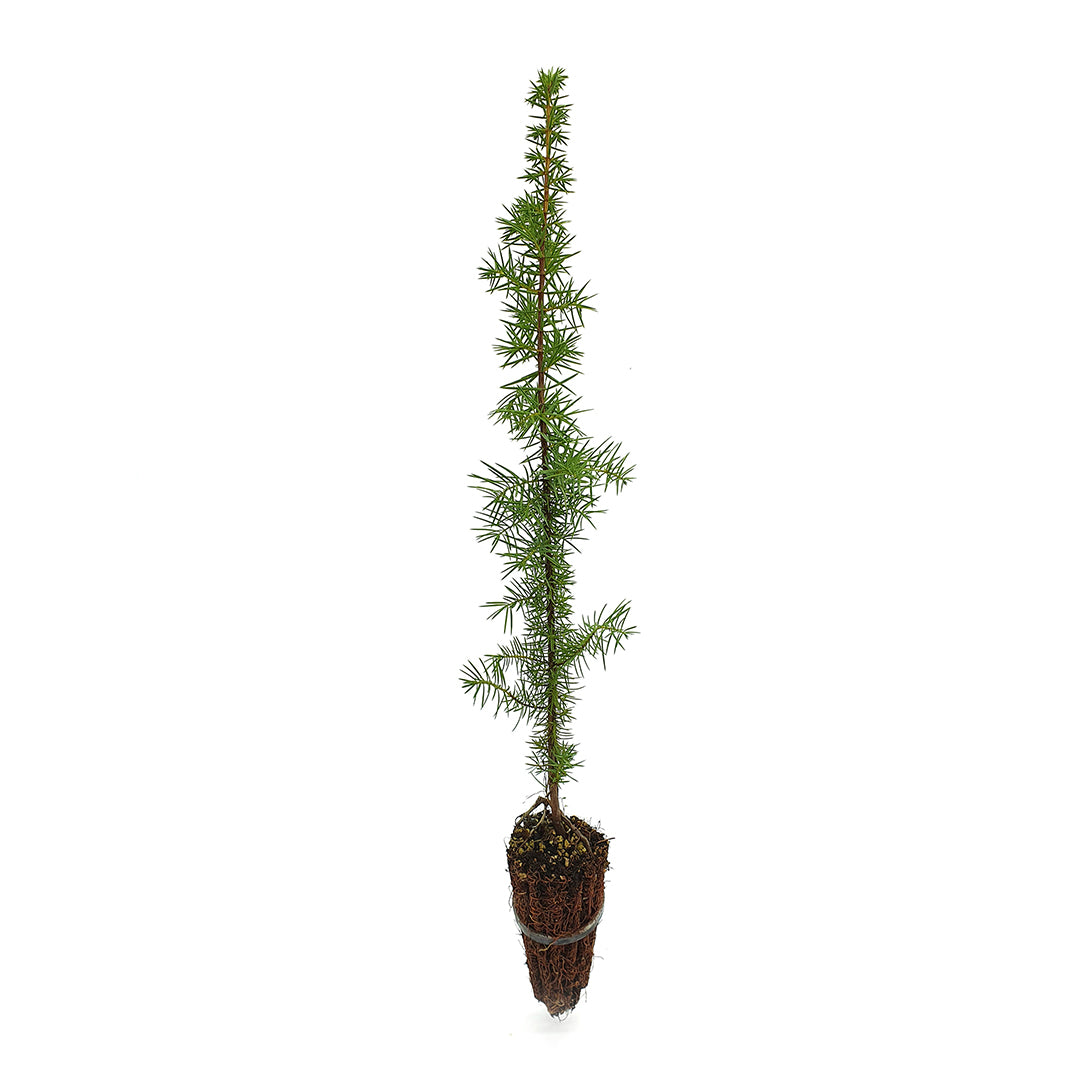 Juniperus communis - juniper (Forest Alveolus)